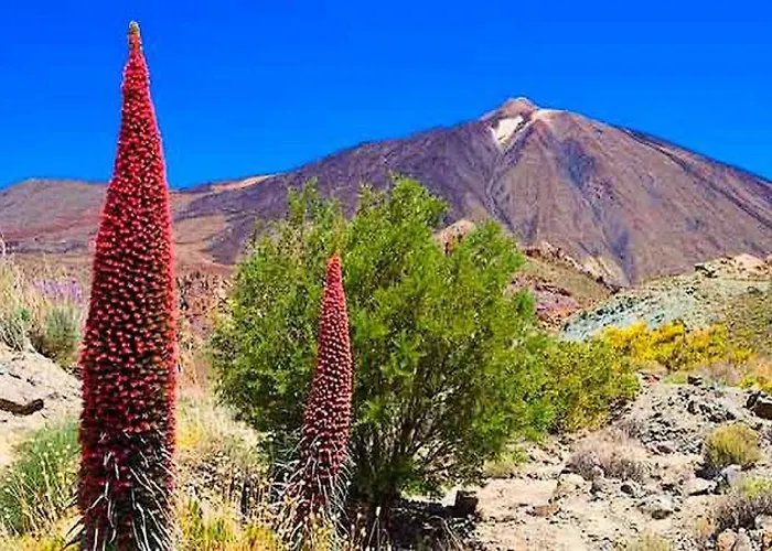 Casita Lola Tenerife Sur 圣米格尔德阿沃纳